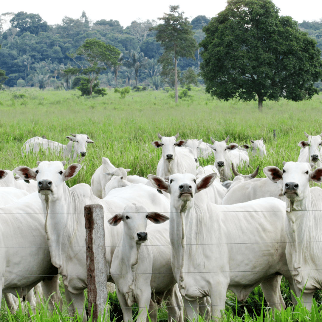 Frigorífico e abatedouro bovino a venda em Santa Catarina.