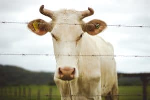 Instalações para frigorífico bovino a venda em Santa Catarina - Prandisa Negócios
